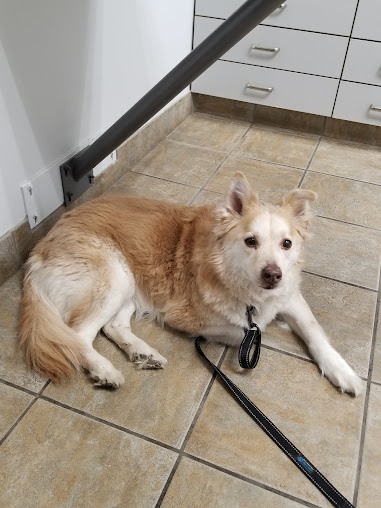 Airport Animal Emergi-Center