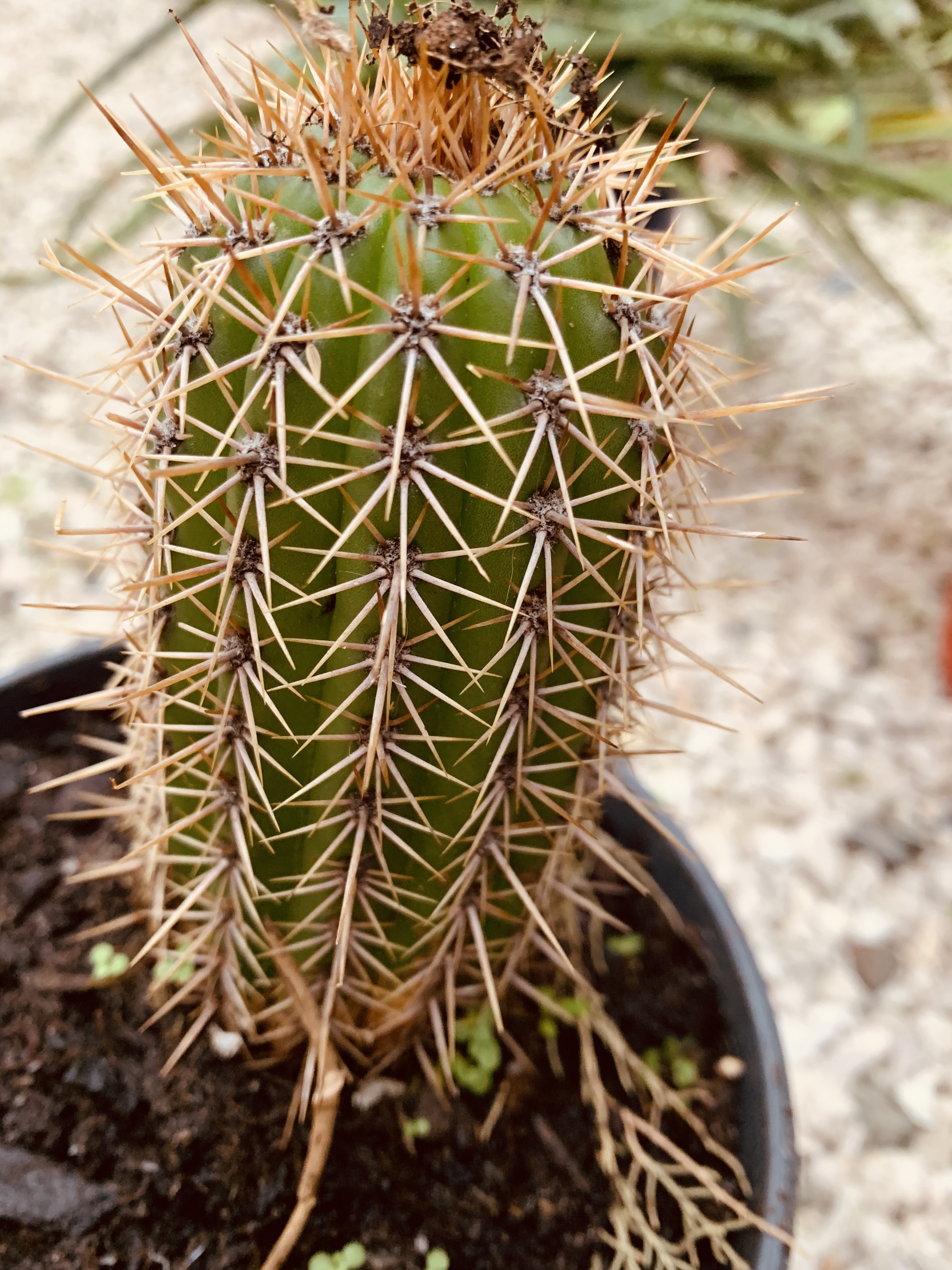 Photo n° 3 de l'avis de Jose.a fait le 01/05/2020 à 08:36