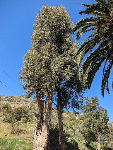 Public Golf Course «Catalina Island Golf Course», reviews and photos, 1 Country Club Dr, Avalon, CA 90704, USA