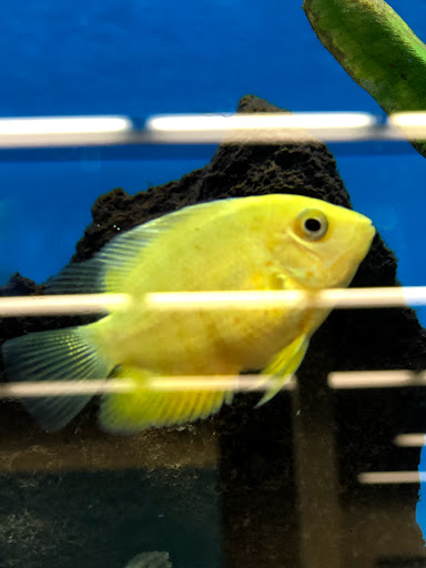 Pet Supply Store «Petco Animal Supplies», reviews and photos, 1419 Towne Square Blvd NW, Roanoke, VA 24019, USA