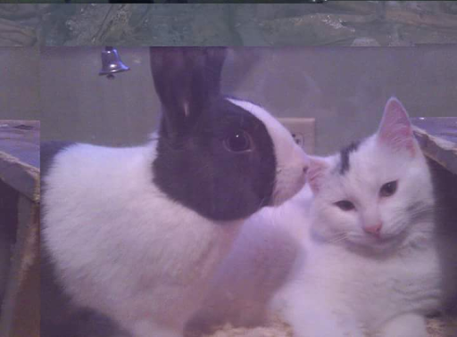 Pet Supply Store «Pets For You», reviews and photos, 413 N Main St, Rice Lake, WI 54868, USA