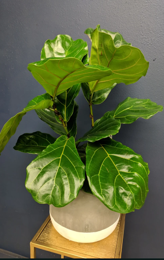 Florist «Mercer Island Florist», reviews and photos, 3006 78th Ave SE, Mercer Island, WA 98040, USA