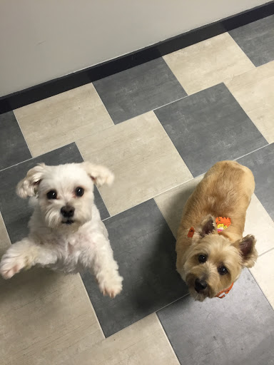 Bubble Bubble Dog Grooming & Spa