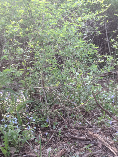 Private Golf Course «East Aurora Country Club», reviews and photos, 300 Girdle Rd, East Aurora, NY 14052, USA