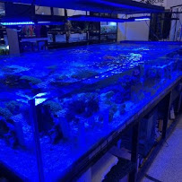 NoahsReefs - Photo 2 - Car repair in Deerfield Beach, FL, Pompano Beach