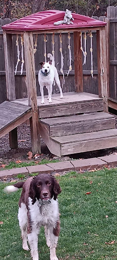 Keuka Pet Resort Boarding Kennel & Daycare