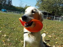 Lake Forest Kennel Club - Photo 6 - Car repair in Lake Forest, IL, Round Lake Beach