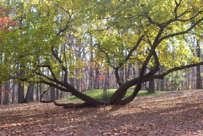 Bluemont Park Disc Golf Course