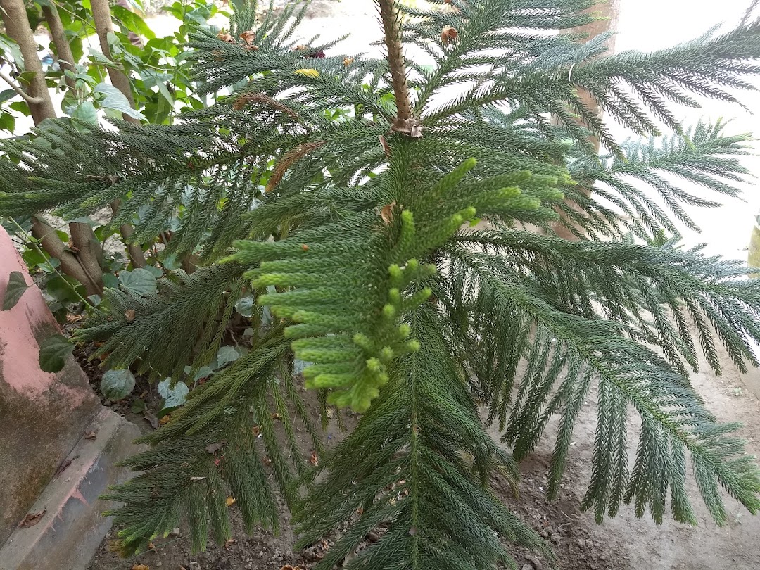 The Pathshala