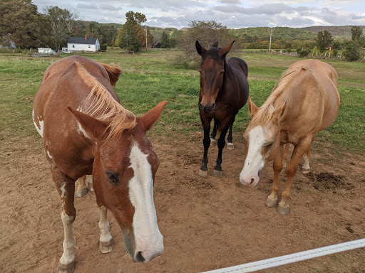 Winery «Gouveia Vineyards», reviews and photos, 1339 Whirlwind Hill Rd, Wallingford, CT 06492, USA