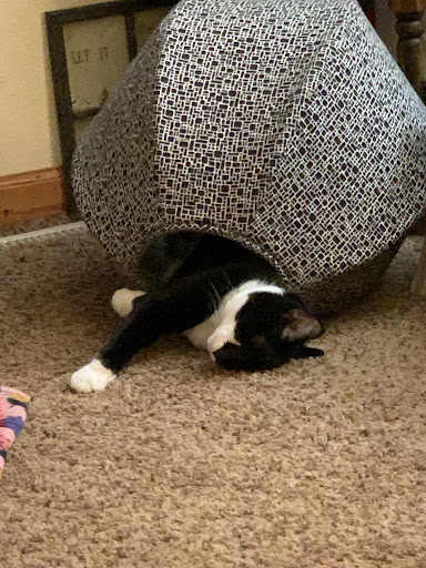 Pet Supply Store «Brown Dog Bakery», reviews and photos, 2310 SE Delaware Ave, Ankeny, IA 50021, USA