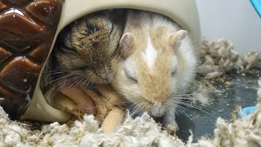 Pet Supply Store «Petco Animal Supplies», reviews and photos, 2255 East Ridge Road, Irondequoit, NY 14622, USA