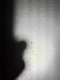 Lone Ranger Solutions Pest Control - Photo 7 - Car repair in , Fresno