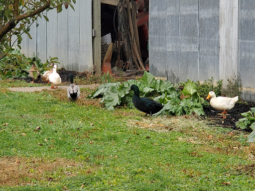 Produce Market «Kroul Farms», reviews and photos, 245 IA-1, Mt Vernon, IA 52314, USA