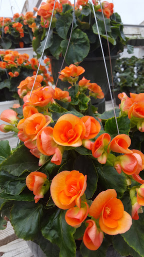 Garden Center «Nanticoke Gardens», reviews and photos, 1543 Union Center Maine Hwy, Endicott, NY 13760, USA