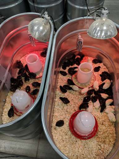 Home Improvement Store «Tractor Supply Co.», reviews and photos, 57155 Gratiot Ave, New Haven, MI 48048, USA