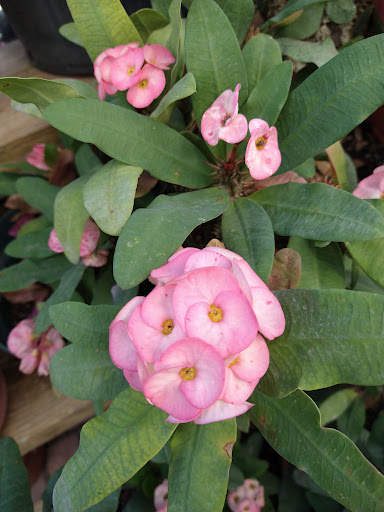 Landscape Designer «Santa Barbara Nursery», reviews and photos, 20425 SW 177th Ave, Miami, FL 33187, USA