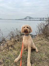 Happy Tails Pet Sitting & Walking - Photo 3 - Car repair in , Brooklyn