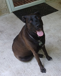 Cocalico Pet Companion LLC - Photo 2 - Car repair in Birdsboro, PA, Reading