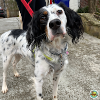 Walk & Wag - Photo 4 - Car repair in , Durham