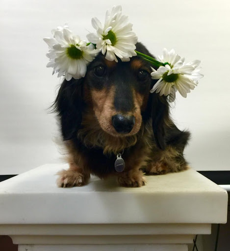 Florist «The Orchid Florist», reviews and photos, 1 Chase Ave, Waterbury, CT 06704, USA