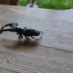 Photo n°6 de l'avis de Gerald.r fait le 13/06/2023 à 13:33 sur le  Schwerzkoer Mühle à Neuzelle