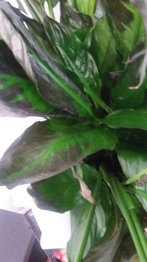 Florist «A Delicate Petal», reviews and photos, 279 Roswell St NE, Marietta, GA 30060, USA