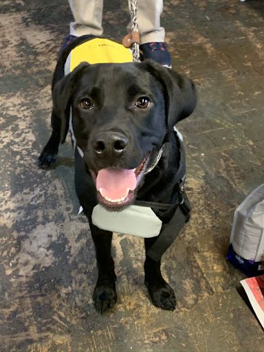 Pet Supply Store «Goin To the Dogs & Cats Pet», reviews and photos, 814 Wellman Ave NE, Huntsville, AL 35801, USA