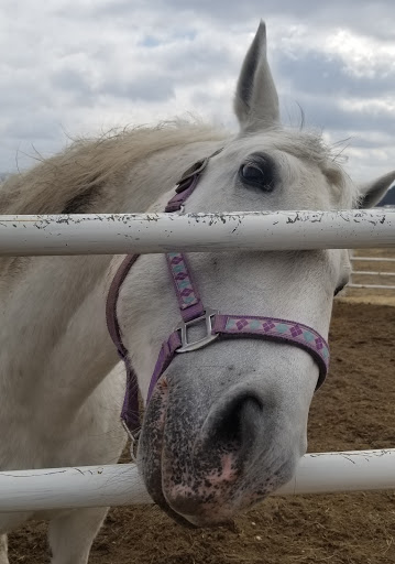 Tourist Attraction «The Tempel Lipizzans», reviews and photos, 17000 W Wadsworth Rd, Old Mill Creek, IL 60083, USA