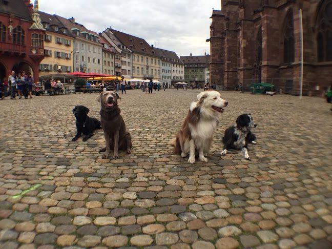 Mobile Hundeschule Kaya, Freiburg