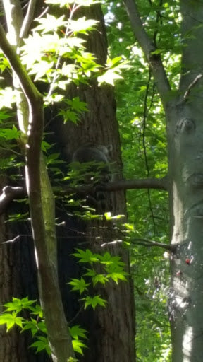 Nature Preserve «Woodend Sanctuary», reviews and photos, 8940 Jones Mill Rd, Chevy Chase, MD 20815, USA