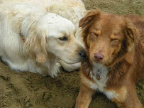 Gulliver's Doggie Daycare - Photo 2 - Car repair in Williston, VT, Burlington