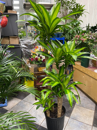 Florist «Columbia Florist», reviews and photos, 210 W 231st St, Bronx, NY 10463, USA