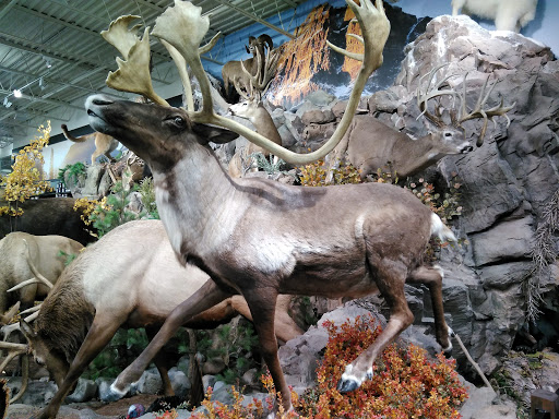 Outdoor Sports Store «Field & Stream», reviews and photos, 870 Walt Whitman Rd Ste B, Melville, NY 11747, USA