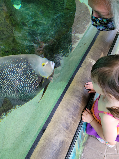 Aquarium «Mote Marine Laboratory & Aquarium», reviews and photos, 1600 Ken Thompson Pkwy, Sarasota, FL 34236, USA