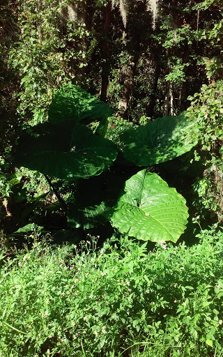 Golf Club «Silver Dollar Golf & Trap Club», reviews and photos, 12711 Silver Dollar Dr, Odessa, FL 33556, USA