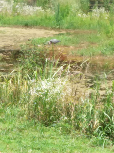 Golf Course «Swan Lake Golf Course», reviews and photos, 581 Dunbar Cave Rd, Clarksville, TN 37043, USA