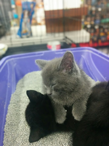 Pet Supply Store «Petco Animal Supplies», reviews and photos, 390 East 525 North, Harrisville, UT 84404, USA