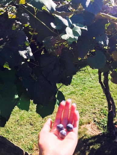 Vineyard «Crossing Vineyards and Winery», reviews and photos, 1853 Wrightstown Rd, Newtown, PA 18940, USA