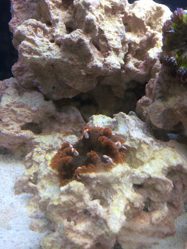 Aquarium «VIP Reef Aquarium», reviews and photos, 16300 SW 137th Ave #121, Miami, FL 33177, USA