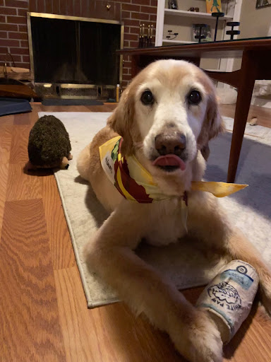 Pet Supply Store «PetSmart», reviews and photos, 132 NJ-31, Flemington, NJ 08822, USA