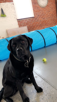 Purely Pups Grooming and Daycare - Photo 9 - Car repair in Worcester, MA, Worcester