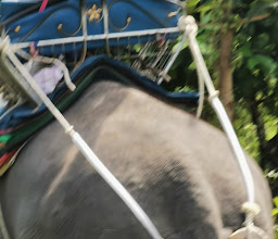 Camp Chang Kalim - elephant camp photo