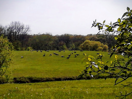 Dog Park «Beck Lake Off-Leash Dog Area», reviews and photos, 9700 Gloria Ct, Glenview, IL 60025, USA