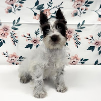 Cedar Puppies & Pets - Photo 7 - Car repair in Las Vegas, NV, Las Vegas