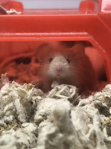 Pet Supply Store «Petco Animal Supplies», reviews and photos, 450 N Rte 17, Paramus, NJ 07652, USA