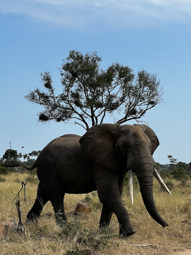 Vaya Adventures image