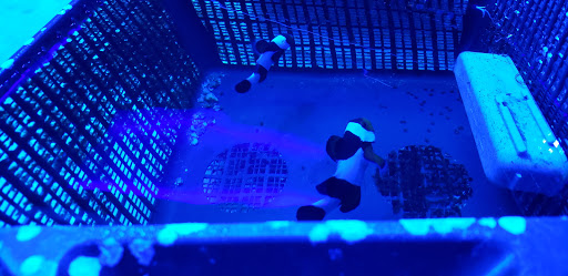 Tropical Fish Store «Ultimate Reefs & Aquariums», reviews and photos, 6020 S Memorial Dr, Tulsa, OK 74145, USA