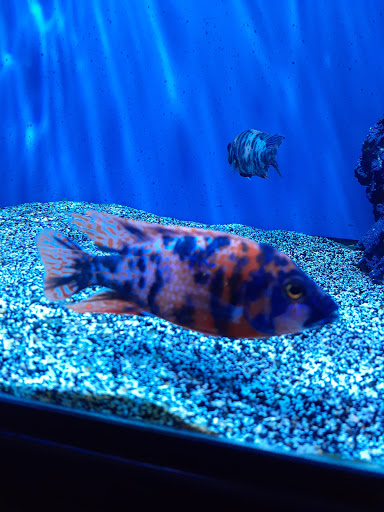 Pet Store «Exotic Fish & Pets», reviews and photos, 3272 N 5th Street Hwy, Reading, PA 19605, USA