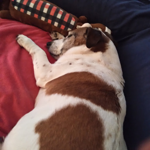 Pet Supply Store «EarthWise Pet Supply & Grooming», reviews and photos, 245 Fries Mill Rd, Blackwood, NJ 08012, USA